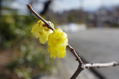 20190204robai1.jpg