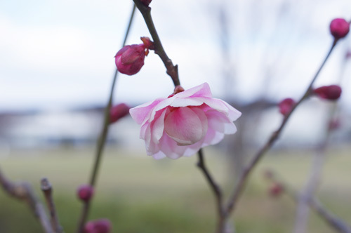 20190213ume.jpg