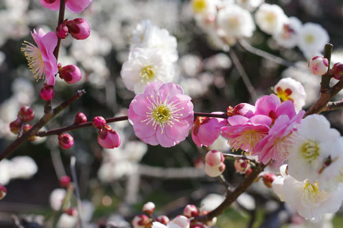 20190302ume.jpg