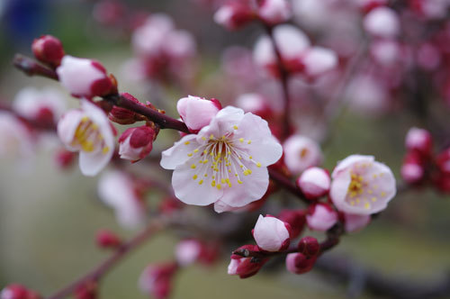 20190303ume.jpg