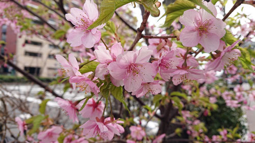 20190306sakura.jpg