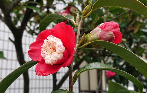 20190310tubaki.jpg