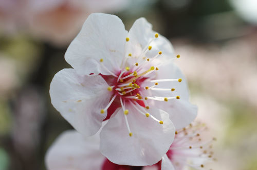 20190311ume.jpg