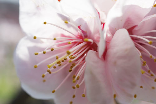 20190316ume.jpg