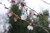 20190317kohiganzakura.jpg