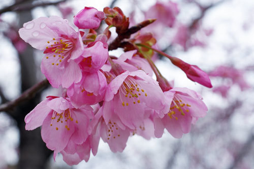 20190317ooyamazakura.jpg