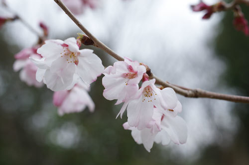 20190319kohiganzakura.jpg