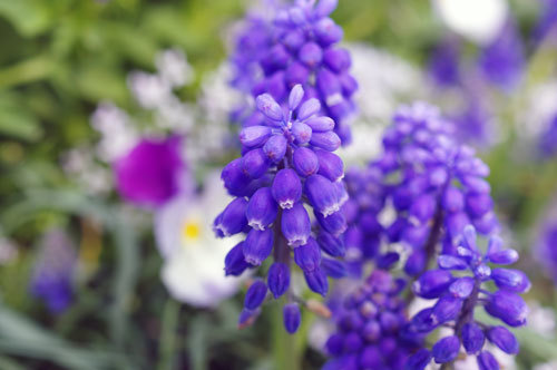 20190320muscari.jpg