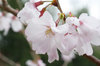 20190322kohiganzakura.jpg