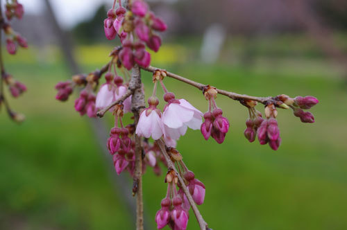 20190322sidarezakura.jpg