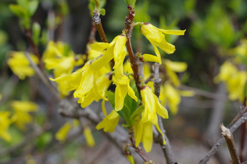 20190324rengyo.jpg