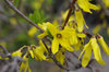 20190324rengyo2.jpg