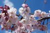 20190326sidarezakura.jpg