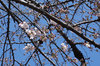 20190326somei_rokuson.jpg
