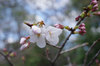 20190326somei_umekoji.jpg