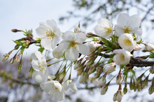 20190327osimazakura.jpg