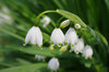 20190327snowflake.jpg