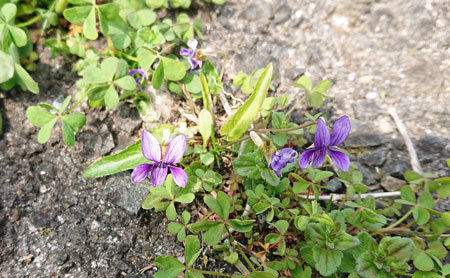 20190328sumire.jpg