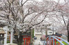 20190330rokuson.jpg