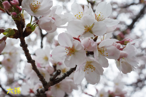 20190330somei_rokuson.jpg
