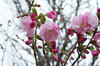 20190401koka.jpg