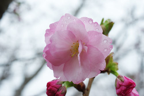 20190401koka1.jpg