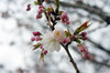 20190401sanosakura.jpg