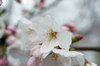 20190401someiyosino.jpg