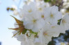 20190408taihaku.jpg