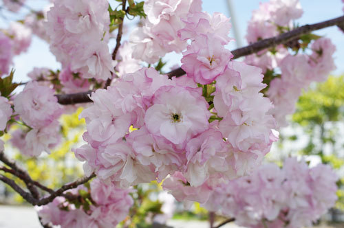 20190418hukurokuju.jpg