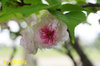 20190419kenrokuenkiku.jpg