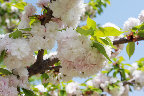 20190422itiharatoranoo1.jpg