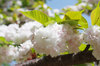 20190422itiharatoranoo2.jpg
