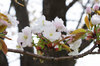 20190423narayae2.jpg