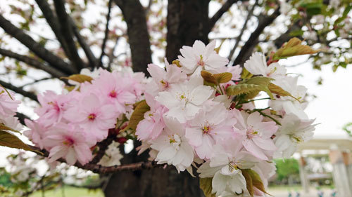 20190425narayae1.jpg