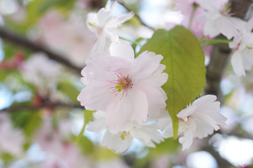 20190427narayae.jpg