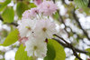 20190428narayae2.jpg