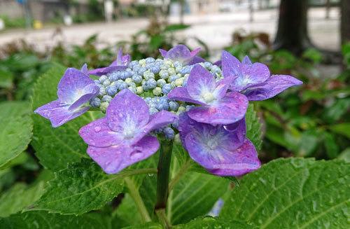 20190607ajisai.jpg