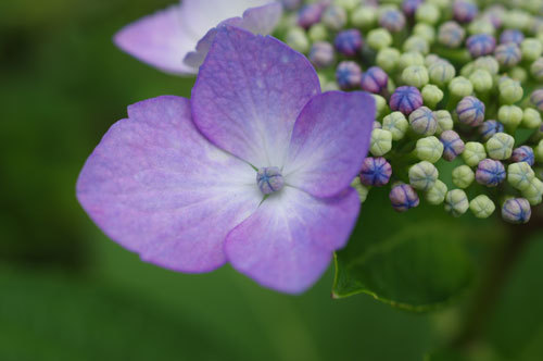 20190611ajisai.jpg