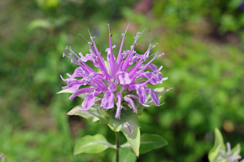 20190617monalda.jpg