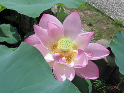 20190815hasu.jpg