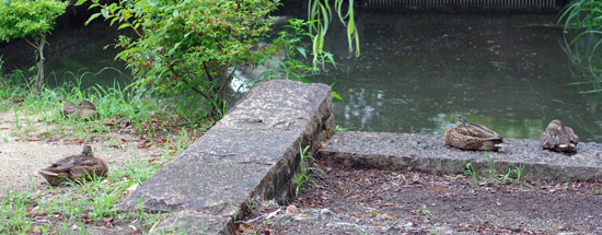 20190823kamo.jpg