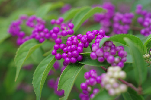 20190831murasakisikibu.jpg