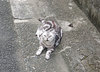 20190904cat.jpg