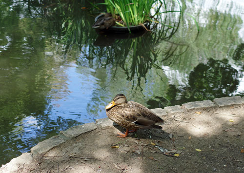 20190904kamo.jpg