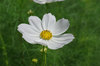 20190906cosmos.jpg