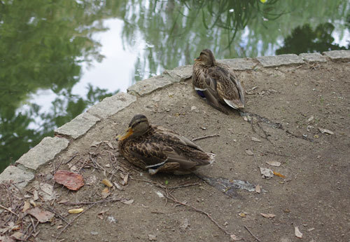 20190907kamo.jpg