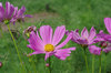 20190910cosmos.jpg