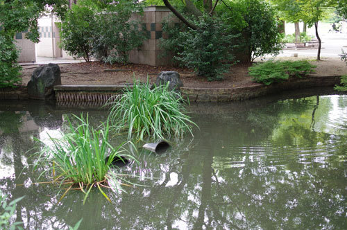 20190913umekoji_ike.jpg