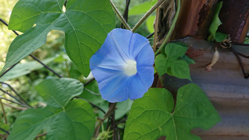 20190916asagao.jpg